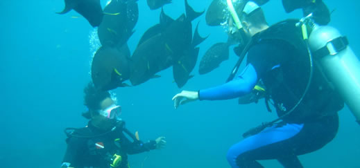 Dive Bali