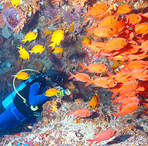 Bali Diving