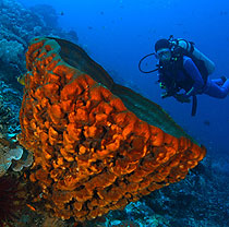 Dive Indonesia